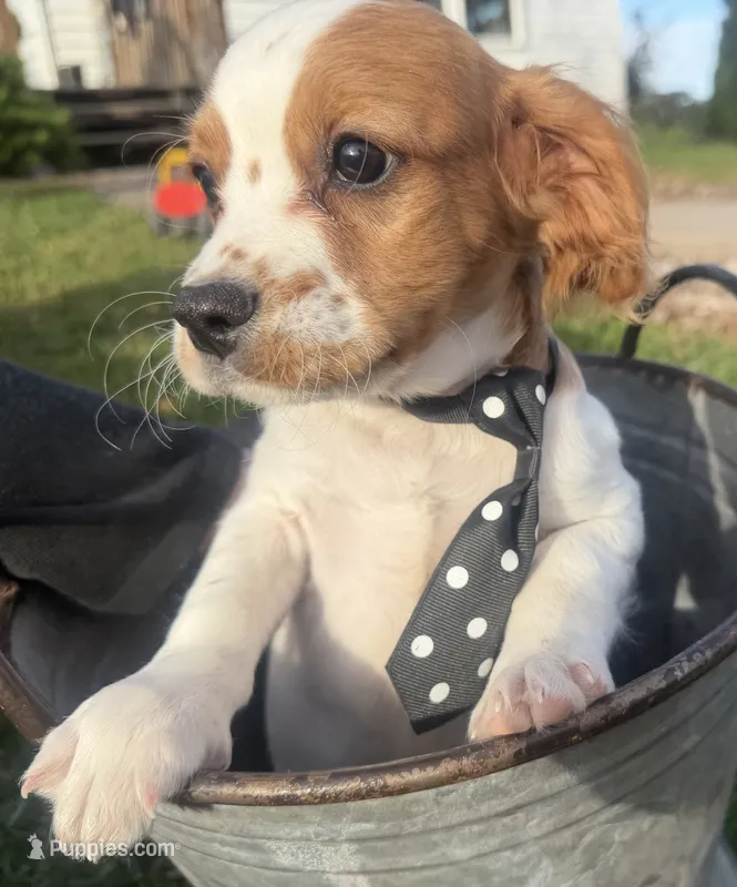 Jack – Cavalier King Charles Spaniel, Bichpoo puppy for sale in Thorp, WI