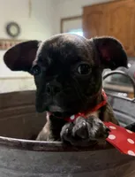 Smores, a male French Bulldog and Pug for sale in Thorp, WI – 9 of 10