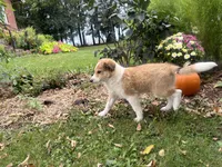 Jasper, a male Shiba Inu and Shetland Sheepdog for sale in Thorp, WI – 2 of 10