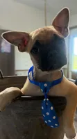 Waffle, a male French Bulldog and Pug for sale in Thorp, WI – 2 of 10