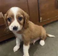 Jingle, a male Cavapoo for sale in Thorp, WI – 3 of 9