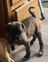 Coffee Bean, a male French Bulldog and Pug for sale in Thorp, WI – 2 of 10