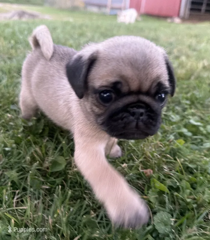 AKC Reed – Pug puppy for sale in Thorp, WI