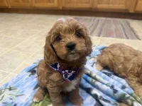 Naomi, a female Cavapoo for sale in Thorp, WI – 7 of 10