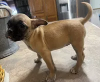 Daisy, a female French Bulldog and Pug for sale in Thorp, WI – 10 of 10