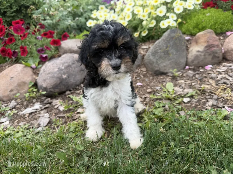 Bode – Cavapoo puppy for sale in Thorp, WI