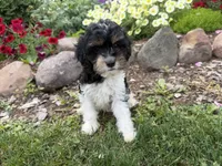 Bode, a male Cavapoo for sale in Thorp, WI – 1 of 10