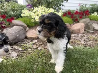 Bode, a male Cavapoo for sale in Thorp, WI – 5 of 10