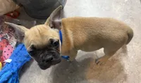 Waffle, a male French Bulldog and Pug for sale in Thorp, WI – 3 of 10