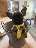 Peanut, a male French Bulldog and Pug for sale in Thorp, WI – 3 of 10