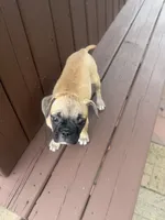 Daisy, a female French Bulldog and Pug for sale in Thorp, WI – 2 of 10