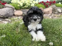 Bill, a male Cavapoo for sale in Thorp, WI – 8 of 10