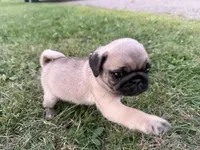 AKC Reed, a male Pug for sale in Thorp, WI – 6 of 10
