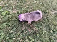 Raina, a female Pug for sale in Thorp, WI – 7 of 10