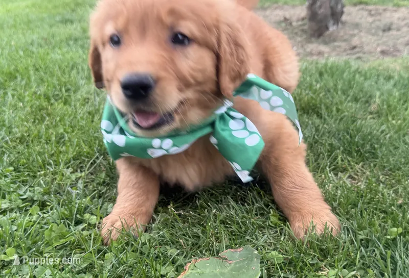 AKC Randy – Golden Retriever puppy for sale in Thorp, WI