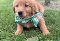 AKC Randy, a male Golden Retriever for sale in Thorp, WI – 3 of 4