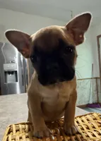 Petunia, a female French Bulldog and Pug for sale in Thorp, WI – 3 of 10