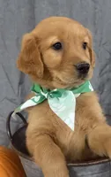 AKC Randy, a male Golden Retriever for sale in Thorp, WI – 2 of 4