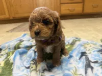 Naomi, a female Cavapoo for sale in Thorp, WI – 10 of 10