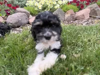 Bill, a male Cavapoo for sale in Thorp, WI – 3 of 10