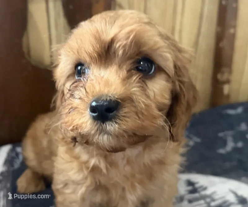 Buddy – Cavapoo puppy for sale in Thorp, WI