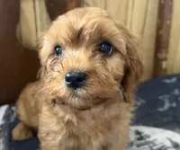 Buddy, a male Cavapoo for sale in Thorp, WI – 1 of 10