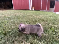 Raina, a female Pug for sale in Thorp, WI – 4 of 10