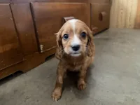 Frisky, a male Cavapoo for sale in Thorp, WI – 4 of 10