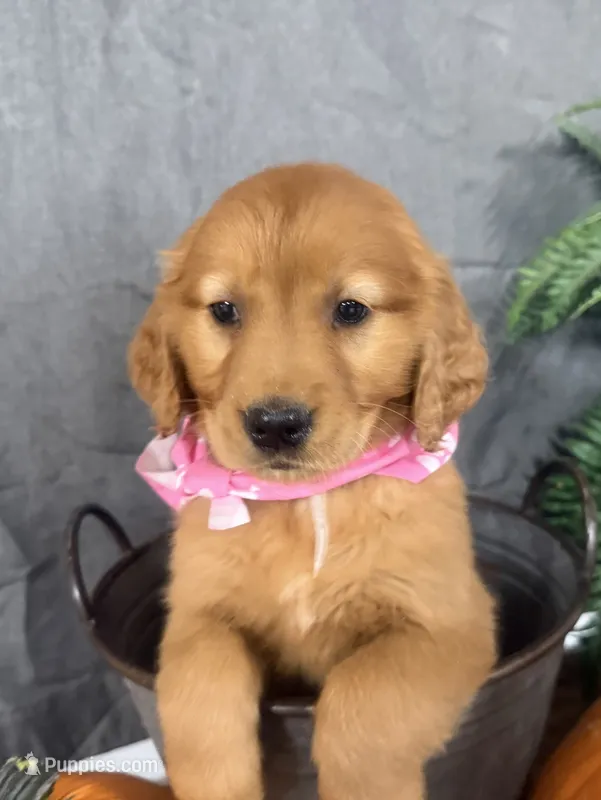AKC Kelly – Golden Retriever puppy for sale in Thorp, WI