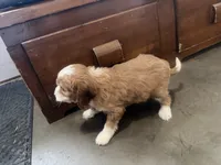 Bella, a female Cavapoo for sale in Thorp, WI – 8 of 10