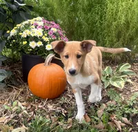 Shelby, a female Shiba Inu and Shetland Sheepdog for sale in Thorp, WI – 8 of 10