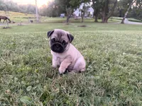 AKC River, a male Pug for sale in Thorp, WI – 9 of 10