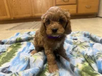 Naomi, a female Cavapoo for sale in Thorp, WI – 6 of 10