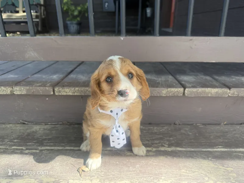 Rascal – Cavapoo puppy for sale in Thorp, WI
