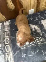 Frisky, a male Cavapoo for sale in Thorp, WI – 8 of 10