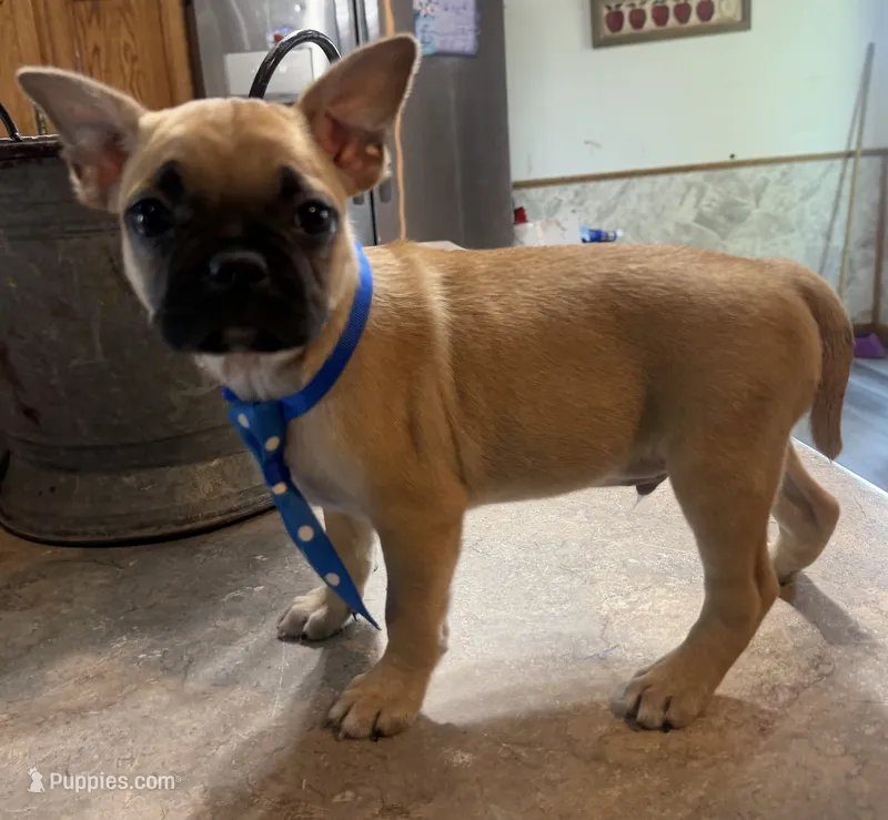 Waffle – French Bulldog, Pug puppy for sale in Thorp, WI
