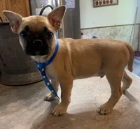 Waffle, a male French Bulldog and Pug for sale in Thorp, WI – 1 of 10