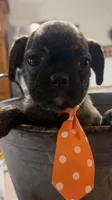 Coffee Bean, a male French Bulldog and Pug for sale in Thorp, WI – 7 of 10