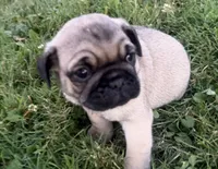 AKC Rocky, a male Pug for sale in Thorp, WI – 2 of 10