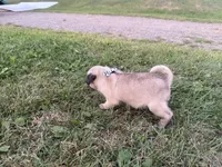 AKC Reed, a male Pug for sale in Thorp, WI – 9 of 10