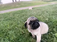 AKC Rocky, a male Pug for sale in Thorp, WI – 9 of 10