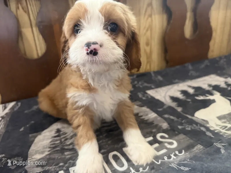 Sparky – Cavapoo puppy for sale in Thorp, WI