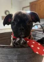 Smores, a male French Bulldog and Pug for sale in Thorp, WI – 5 of 10