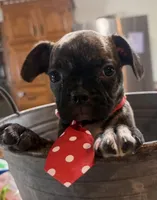 Smores, a male French Bulldog and Pug for sale in Thorp, WI – 7 of 10