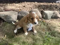 Rascal, a male Cavapoo for sale in Thorp, WI – 4 of 9