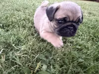 AKC Reed, a male Pug for sale in Thorp, WI – 7 of 10