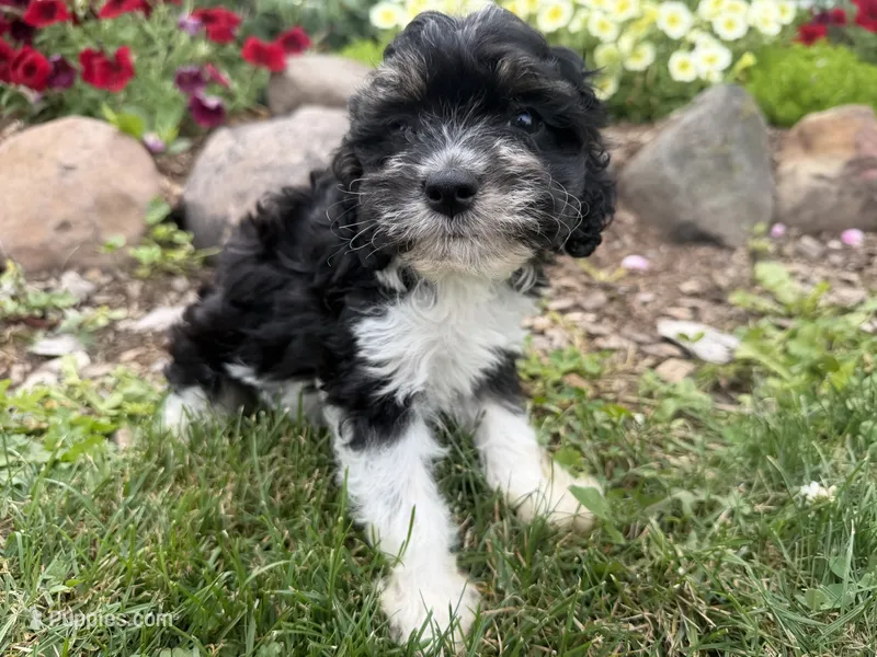 Bill – Cavapoo puppy for sale in Thorp, WI