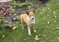 Lucky, a female Shiba Inu and Shetland Sheepdog for sale in Thorp, WI – 10 of 10