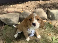 Rascal, a male Cavapoo for sale in Thorp, WI – 8 of 9