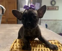 Violet, a female French Bulldog and Pug for sale in Thorp, WI – 5 of 10